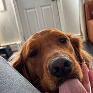 Ollie joined the competition — help win amazing prizes! animal, canine, close_up, companion, cute, dog, domestic_animal, door, ears, floor, friendly, fur, golden_retriever, house, indoor, muzzle, nose, pet, tongue, tongue_out
