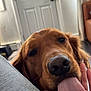 animal, canine, close_up, companion, cute, dog, domestic_animal, door, ears, floor, friendly, fur, golden_retriever, house, indoor, muzzle, nose, pet, tongue, tongue_out