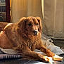 Ollie joined the competition — help win amazing prizes! animal, blanket, brown, canine, chew_toy, collar, companion, curtains, cute, dog, domestic, floor, fur, golden_retriever, indoor, laying_down, pet, relaxed, resting, sunlight