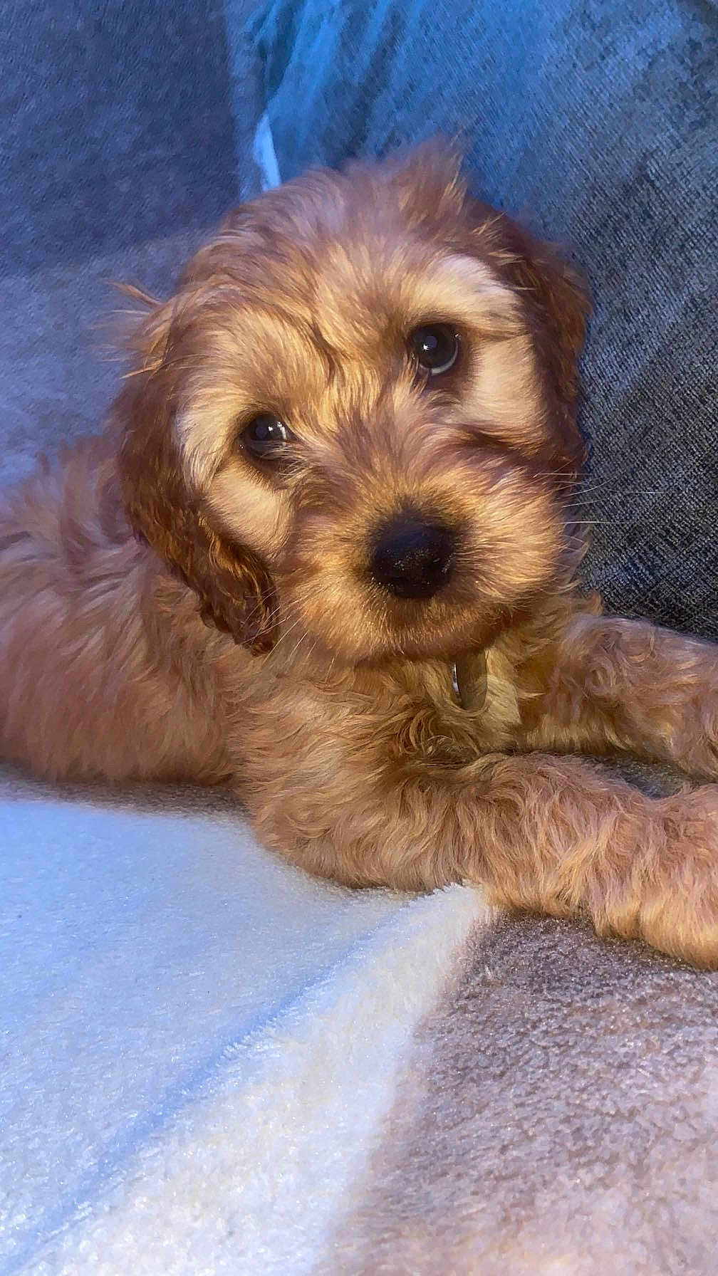 Hunter