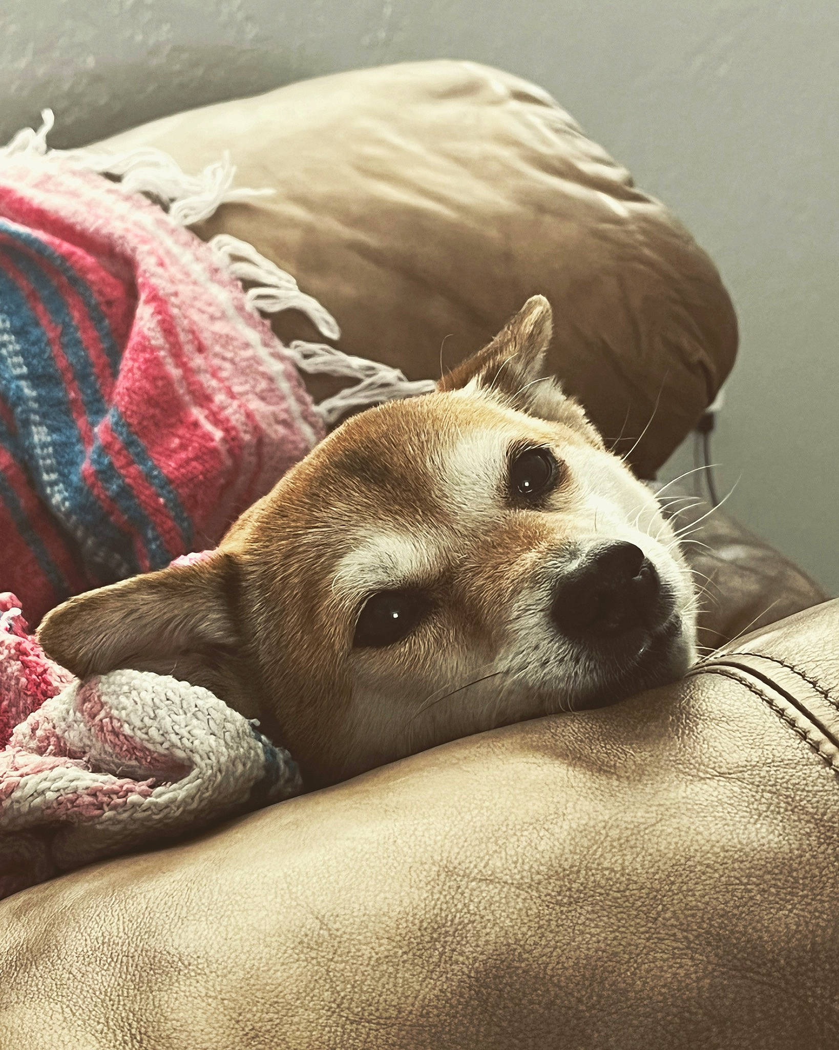 Chibi is registered to the contest to win money with this photo: bedding, canidae, carnivore, cloud, comfort, companion_dog, dog, dog_breed, fawn, felidae, fur, grey, human_leg, linens, paw, small_to_medium_sized_cats, snout, terrestrial_animal, toy_dog, whiskers