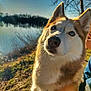 dog, husky, blue_eyes, outdoor, nature, lake, sunlight, fur, curious, animal, pet, leash, tree, sky, daylight, portrait, close_up, canine, winter, scenery