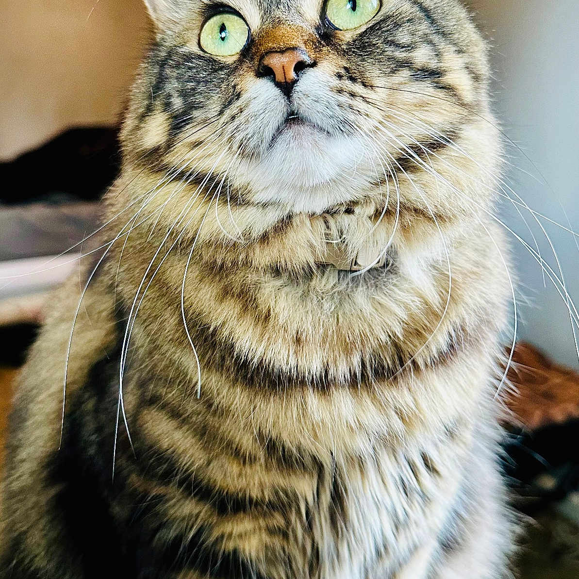Salem joined the competition — help win amazing prizes! animal, cat, closeup, curious, cute, domestic_cat, feline, fluffy, fur, green_eyes, indoor, looking_up, mammal, pet, portrait, sitting, soft_light, striped, tabby, whiskers