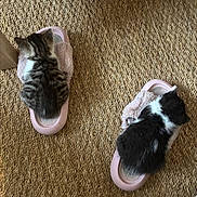 Popy a rejoint le concours — aidez-le/la à gagner de superbes lots ! animal, black_and_white, cat, cozy, cute, floor, fur, furry, home, indoor, kitten, pet, pink, resting, sleeping, slipper, small, striped, texture, woven_rug