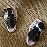 animal, black_and_white, cat, cozy, cute, floor, fur, furry, home, indoor, kitten, pet, pink, resting, sleeping, slipper, small, striped, texture, woven_rug