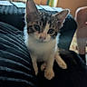 Eight joined the competition — help win amazing prizes! kitten, cat, tabby, white_fur, gray_fur, blue_eyes, ears, whiskers, face, animal, pet, cute, curious, sitting, blanket, indoors, home, portrait, close_up, cozy