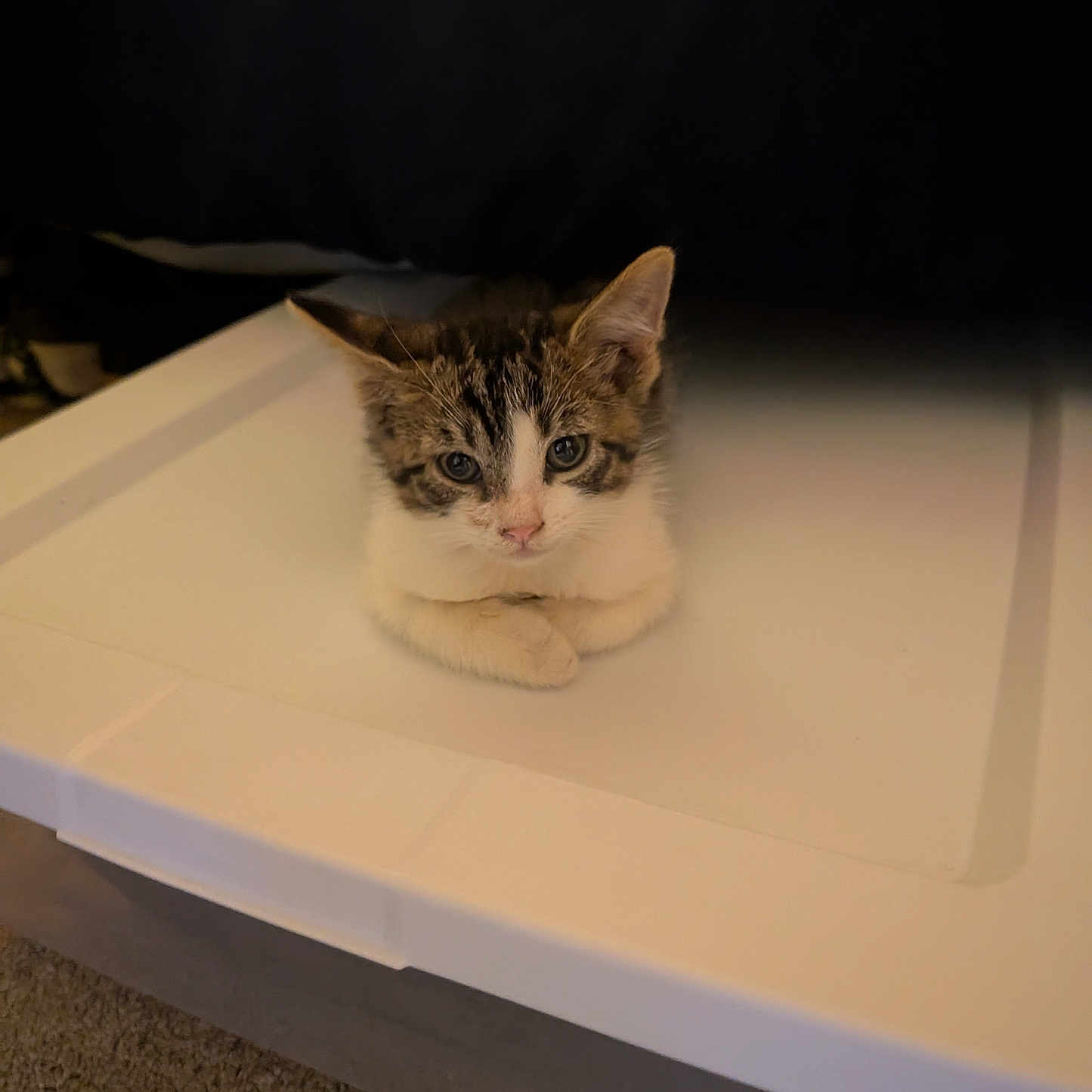 Eight joined the competition — help win amazing prizes! cat, kitten, tabby, white_fur, animal, pet, feline, portrait, indoors, tray, white_surface, carpet, floor, sitting, lying_down, looking_at_camera, ears, whiskers, warm_lighting, home