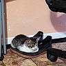 Eight is registered to the contest to win money with this photo: kitten, cat, tabby, white_fur, black_fur, animal, pet, sitting, lying_down, sleepy, indoor, floor, tile_floor, shoe, footwear, office_chair, chair_wheels, peach_wall, home, cute