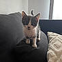 Oumi a rejoint le concours — aidez-le/la à gagner de superbes lots ! kitten, cat, gray_and_white, couch, cushion, indoor, pet, curious, wide_eyes, small, furniture, blanket, window, light, cozy, young, animal, domestic, feline, home