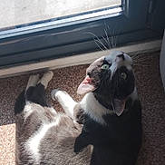Oumi a rejoint le concours — aidez-le/la à gagner de superbes lots ! cat, black_and_white, green_eyes, carpet, sunlight, indoor, glass_door, whiskers, curious, pet, animal, relaxing, feline, cozy, looking_up, shadow, ears, fur, daylight, window