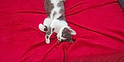 Oumi participe au concours pour gagner de l'argent avec cette photo : cat, gray_and_white, relaxed, sprawled, blanket, red_blanket, couch, gray_couch, carpet, indoor, pet, fur, whiskers, paws, table, cozy, resting, feline, domestic_animal, curious
