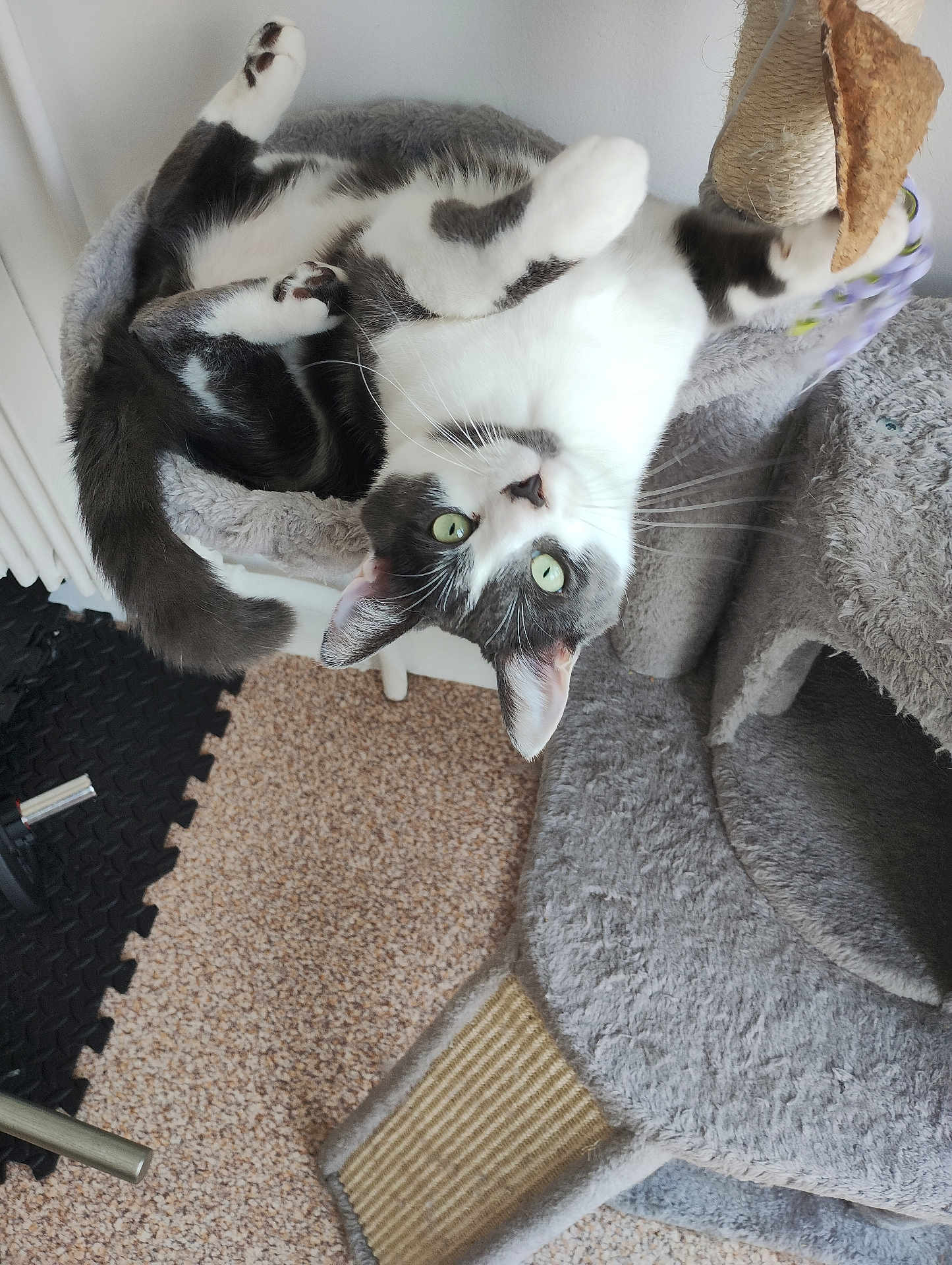 Oumi a rejoint le concours — aidez-le/la à gagner de superbes lots ! cat, black_and_white_cat, pet, indoor, cat_bed, scratching_post, carpet, plush_cat_condo, playful, upside_down, green_eyes, whiskers, paw, feline, cozy, relaxed, animal, cute, domestic_cat, soft_furniture