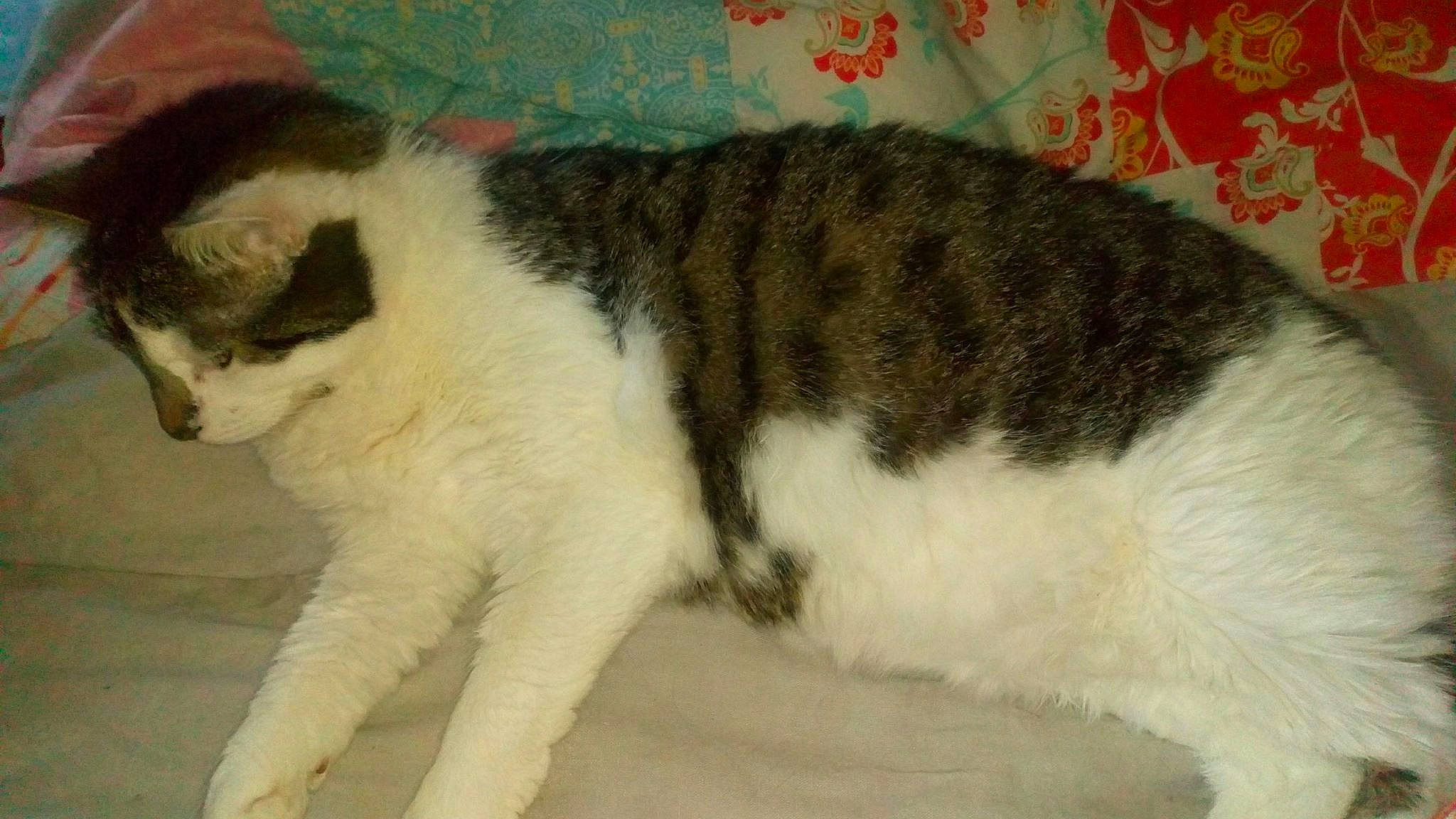 Hercule a rejoint le concours — aidez-le/la à gagner de superbes lots ! art, carnivore, cat, claw, comfort, domestic_short_haired_cat, drawing, felidae, fur, illustration, nap, painting, paw, small_to_medium_sized_cats, snout, tail, whiskers