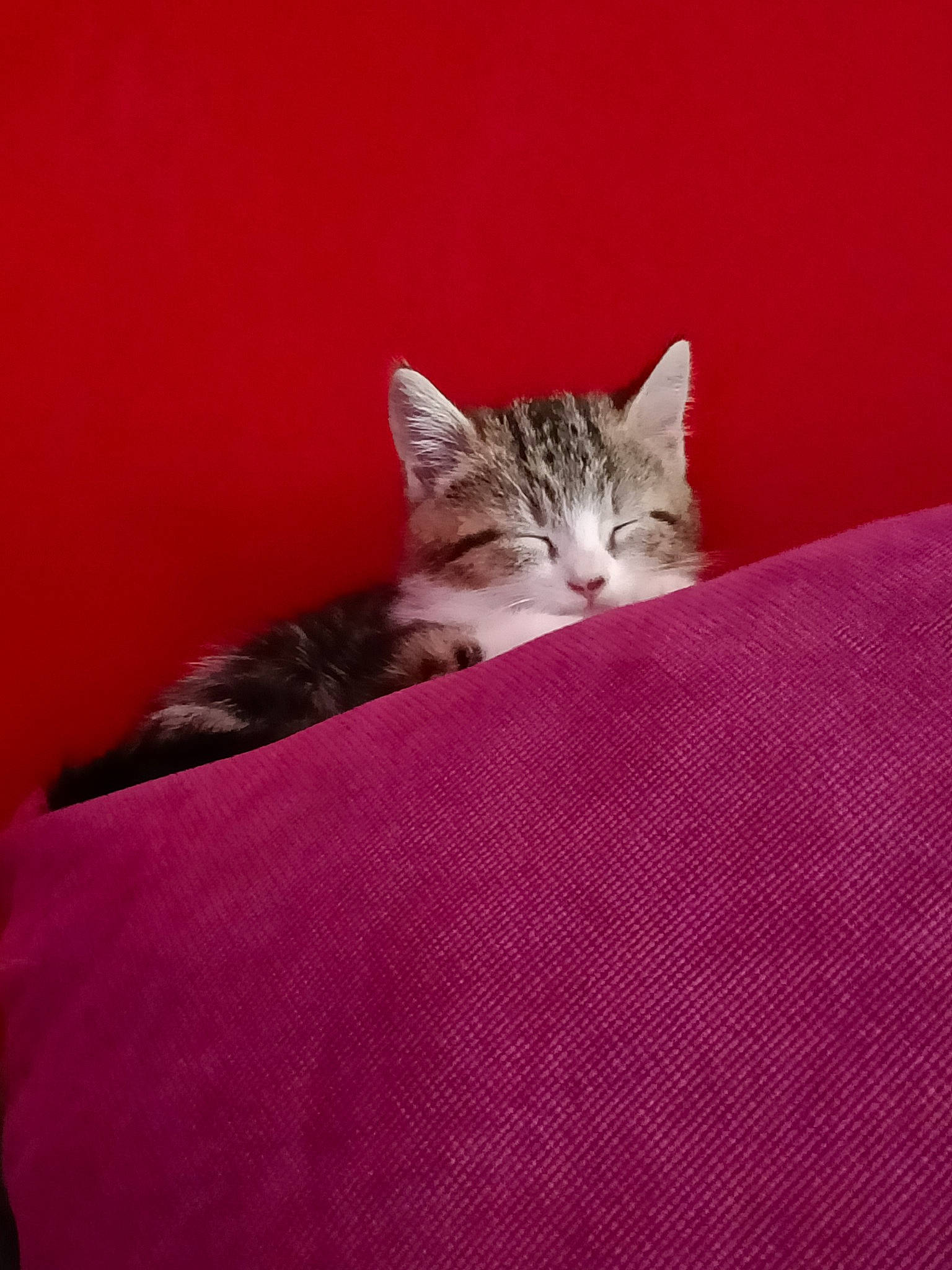 Kira participe au concours pour gagner de l'argent avec cette photo : bed, bed_sheet, bedding, carnivore, cat, claw, comfort, domestic_short_haired_cat, felidae, flooring, fur, linens, magenta, pattern, paw, room, small_to_medium_sized_cats, tail, textile, whiskers