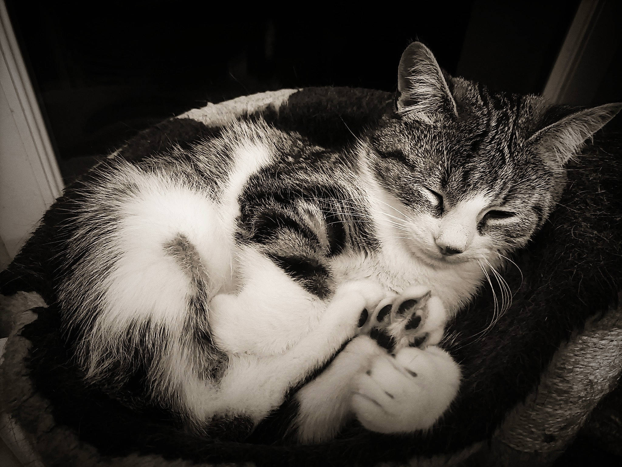 Kira a rejoint le concours — aidez-le/la à gagner de superbes lots ! black_and_white, carnivore, cat, cloud, comfort, darkness, domestic_short_haired_cat, ear, felidae, fur, jaw, monochrome, monochrome_photography, paw, sky, small_to_medium_sized_cats, snout, style, tail, whiskers