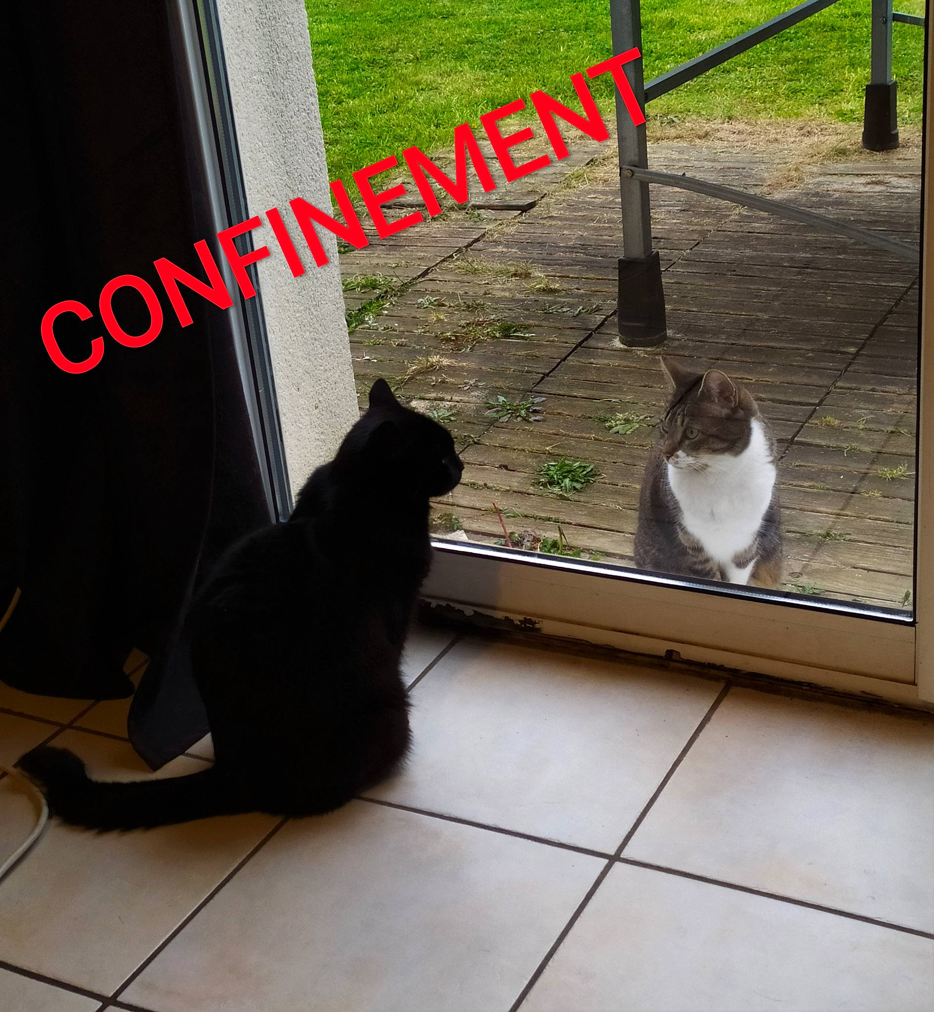 Mimi participe au concours pour gagner de l'argent avec cette photo : carnivore, cat, felidae, floor, flooring, grass, hardwood, line, mammal, plant, rectangle, shade, small_to_medium_sized_cats, snout, tail, tints_and_shades, vertebrate, whiskers, window, wood