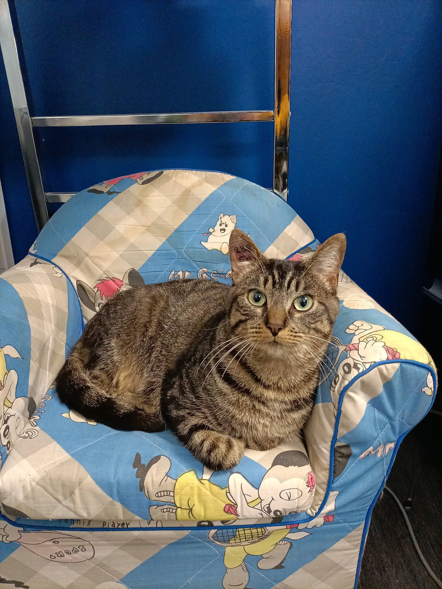 Paos participe au concours pour gagner de l'argent avec cette photo : bag, box, carnivore, cat, cat_supply, chair, comfort, domestic_short_haired_cat, felidae, fur, grey, linens, luggage_and_bags, sitting, small_to_medium_sized_cats, snout, tail, whiskers