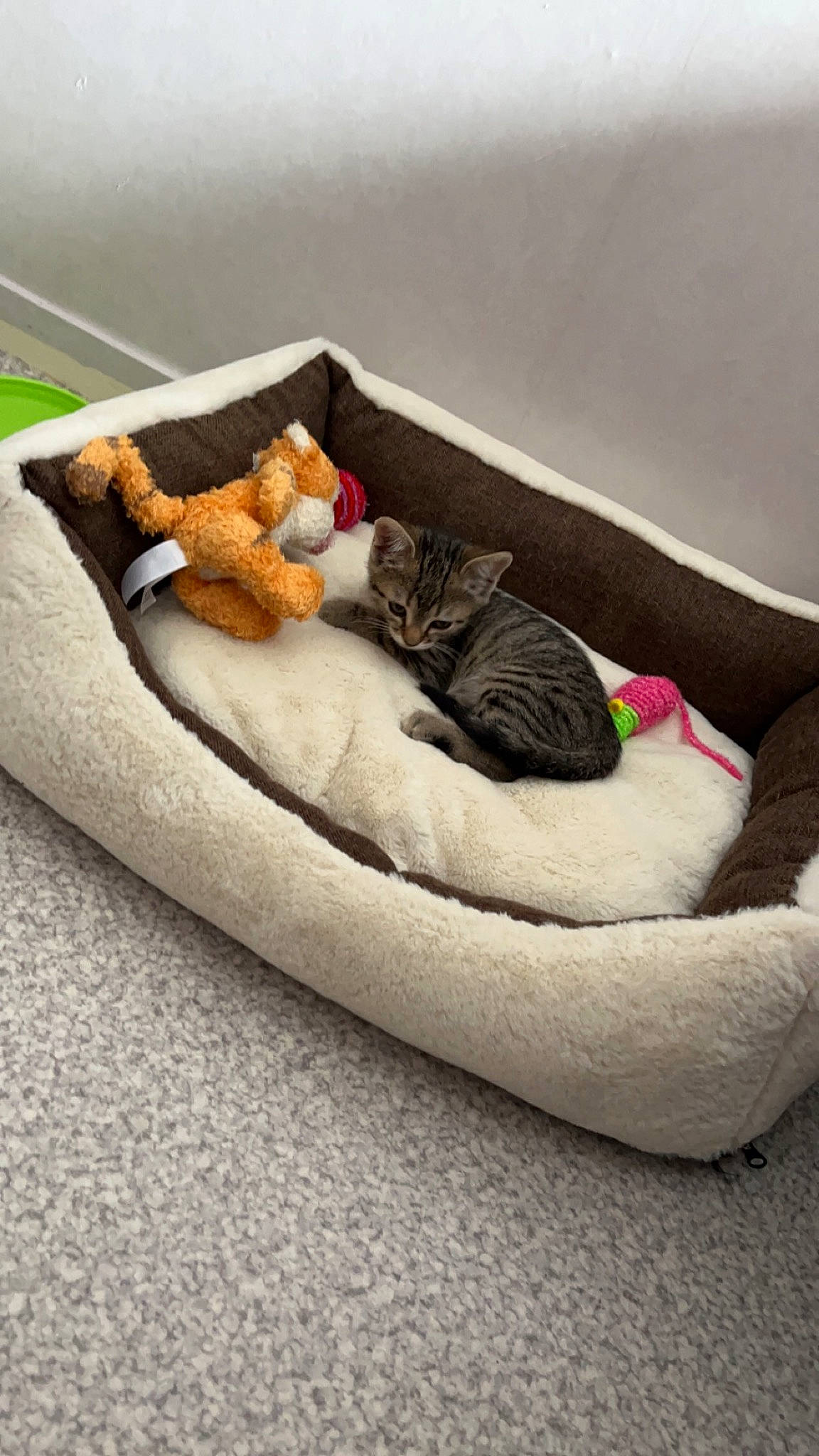 Saturne participe au concours pour gagner de l'argent avec cette photo : canidae, carnivore, cat, cat_bed, cat_supply, comfort, companion_dog, dog_bed, dog_supply, felidae, flooring, fur, futon_pad, linens, pet_supply, rectangle, small_to_medium_sized_cats, sporting_group, textile, wood