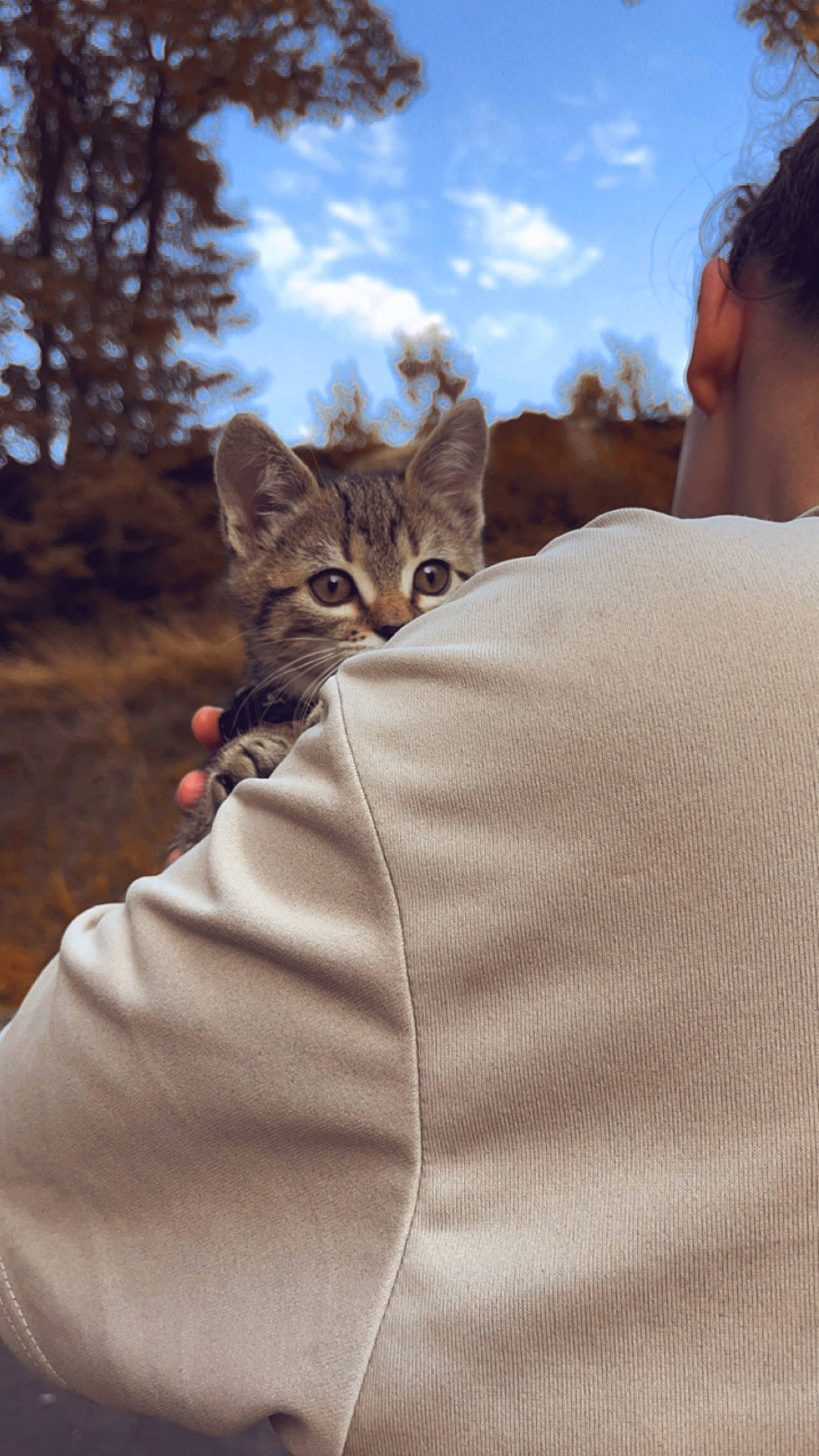 Saturne participe au concours pour gagner de l'argent avec cette photo : carnivore, cat, cloud, comfort, domestic_short_haired_cat, dress, fawn, felidae, fur, grass, grey, linens, plant, sky, sleeve, small_to_medium_sized_cats, snout, terrestrial_animal, tree, whiskers