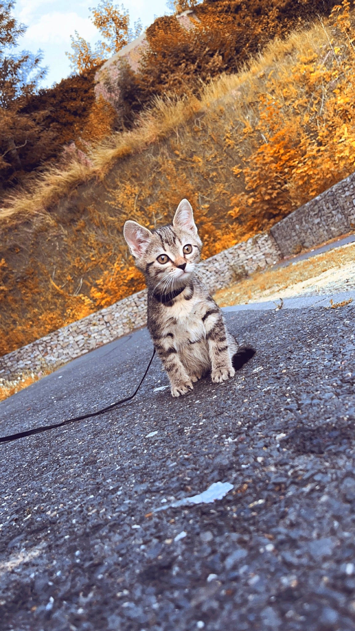 Saturne a rejoint le concours — aidez-le/la à gagner de superbes lots ! asphalt, fawn, felidae, fur, grass, grey, landscape, plant, road, road_surface, sitting, sky, small_to_medium_sized_cats, snout, soil, tail, tree, whiskers, wildlife, wood