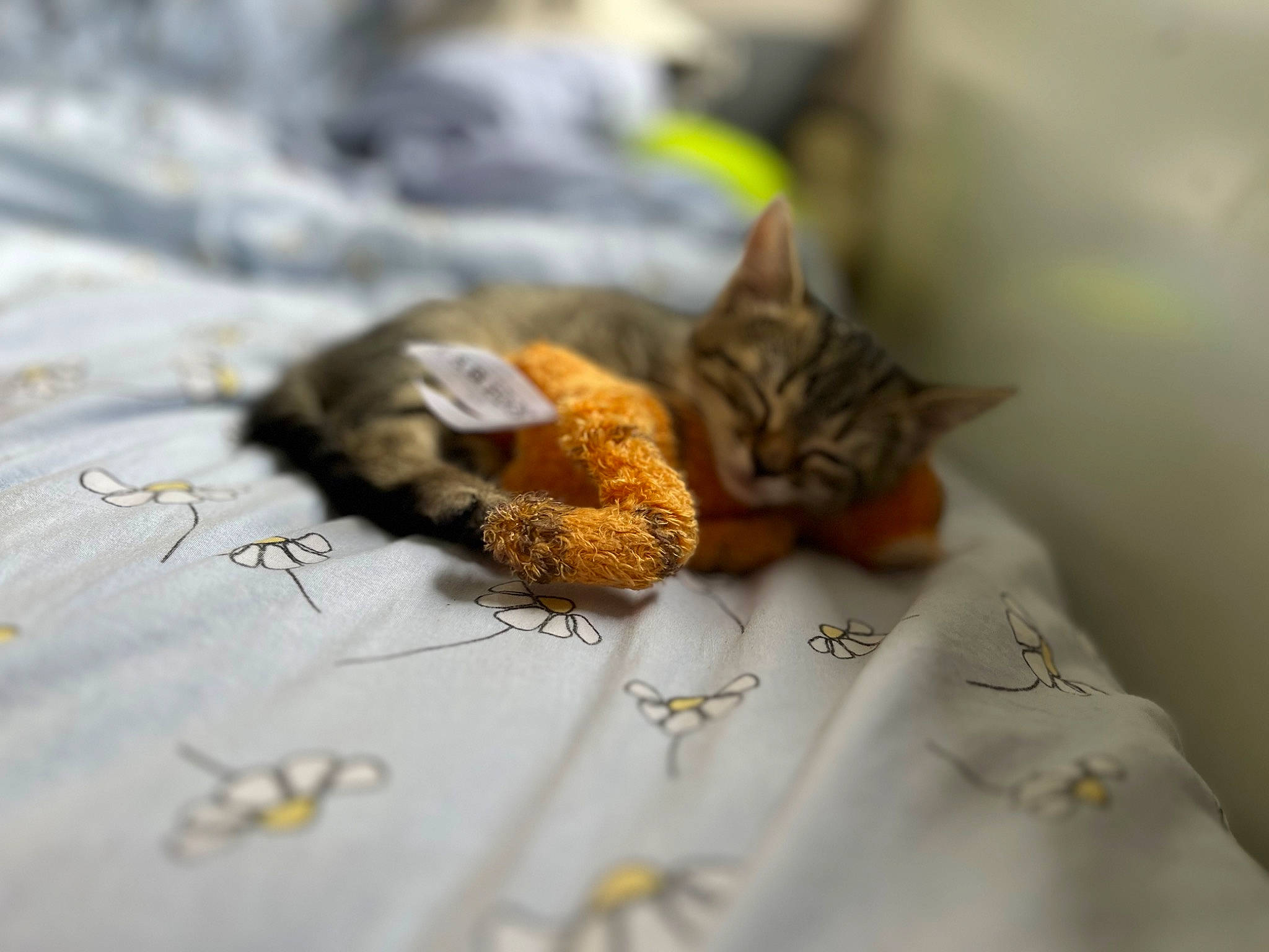 Saturne a rejoint le concours — aidez-le/la à gagner de superbes lots ! bed_sheet, carnivore, cat, claw, close_up, comfort, domestic_short_haired_cat, felidae, fur, grey, linens, macro_photography, small_to_medium_sized_cats, still_life_photography, terrestrial_animal, tree, twig, whiskers, wood