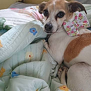 Jamaica Grace is registered to the contest to win money with this photo: dog, bow, bed, blanket, quilt, floral_pattern, white_fur, brown_spot, pet, indoor, cozy, bedding, portrait, looking_at_camera, big_eyes, paws, nose, snout, head, ears