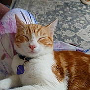 George joined the competition — help win amazing prizes! cat, orange_cat, white_cat, pet, sleeping, relaxed, collar, tag, indoor, carpet, human_lap, paw, fur, resting, cozy, domestic_animal, animal, closeup, cute, companion