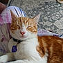 cat, orange_cat, white_cat, pet, sleeping, relaxed, collar, tag, indoor, carpet, human_lap, paw, fur, resting, cozy, domestic_animal, animal, closeup, cute, companion