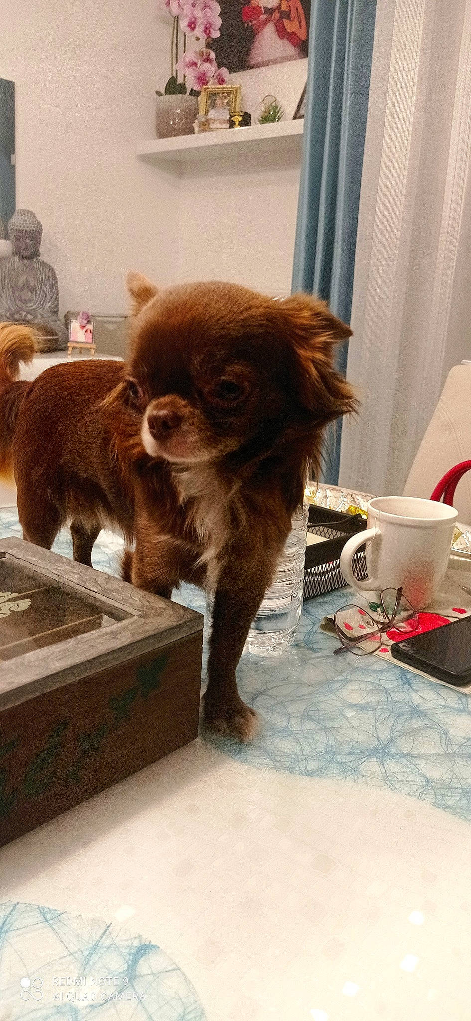 Shumy participe au concours pour gagner de l'argent avec cette photo : canidae, carnivore, companion_dog, cup, curtain, dog, dog_breed, fawn, flooring, fur, liver, mug, snout, sporting_group, tableware, terrestrial_animal, toy_dog, whiskers, wood, working_animal