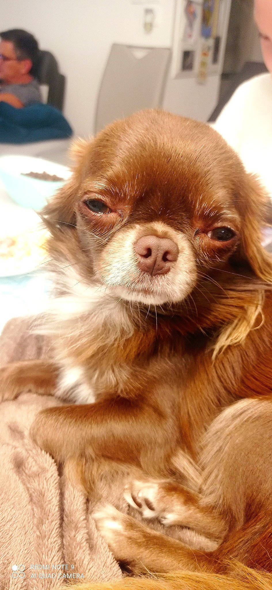 Shumy a rejoint le concours — aidez-le/la à gagner de superbes lots ! canidae, carnivore, companion_dog, dog, dog_breed, eye, fawn, fur, gun_dog, liver, pet_supply, plate, puppy, snout, sporting_group, terrestrial_animal, toy_dog, whiskers, wood, working_animal