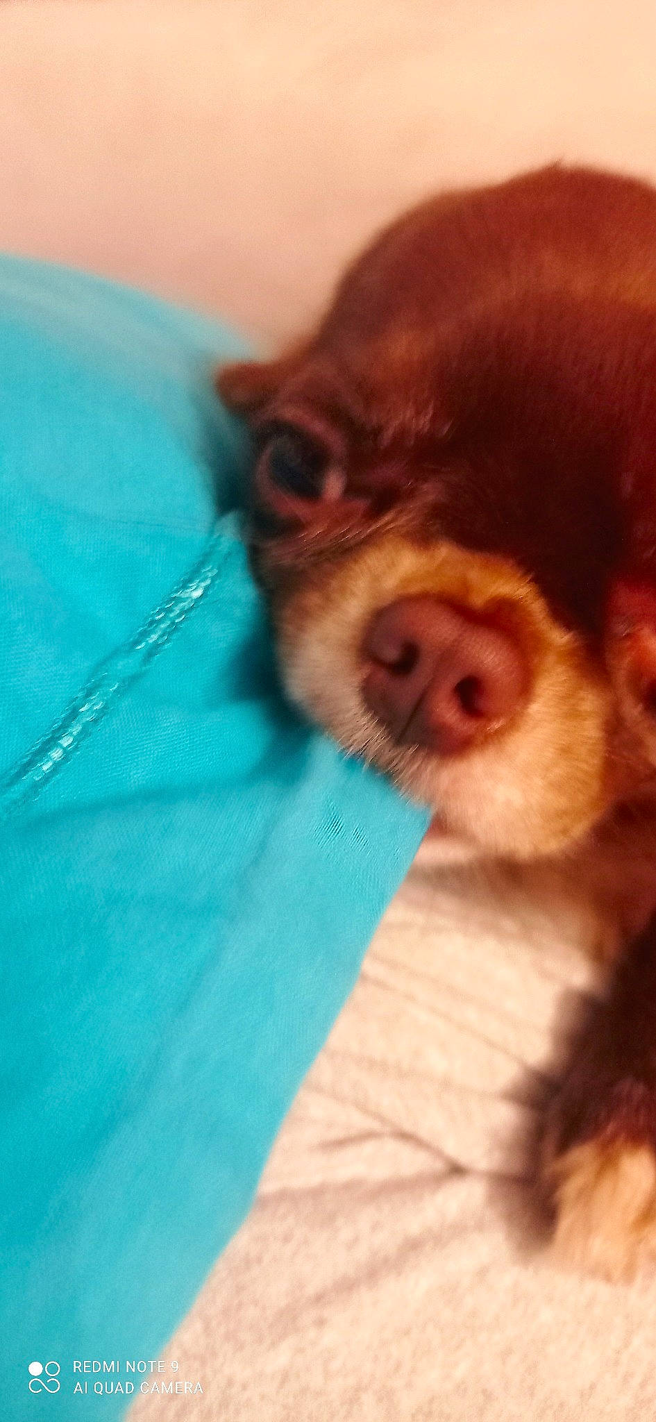 Shumy participe au concours pour gagner de l'argent avec cette photo : canidae, carnivore, companion_dog, corgi_chihuahua, dog, dog_breed, ear, electric_blue, fawn, fur, liver, orangutan, primate, snout, sporting_group, terrestrial_animal, toy_dog, whiskers, working_animal, wrinkle