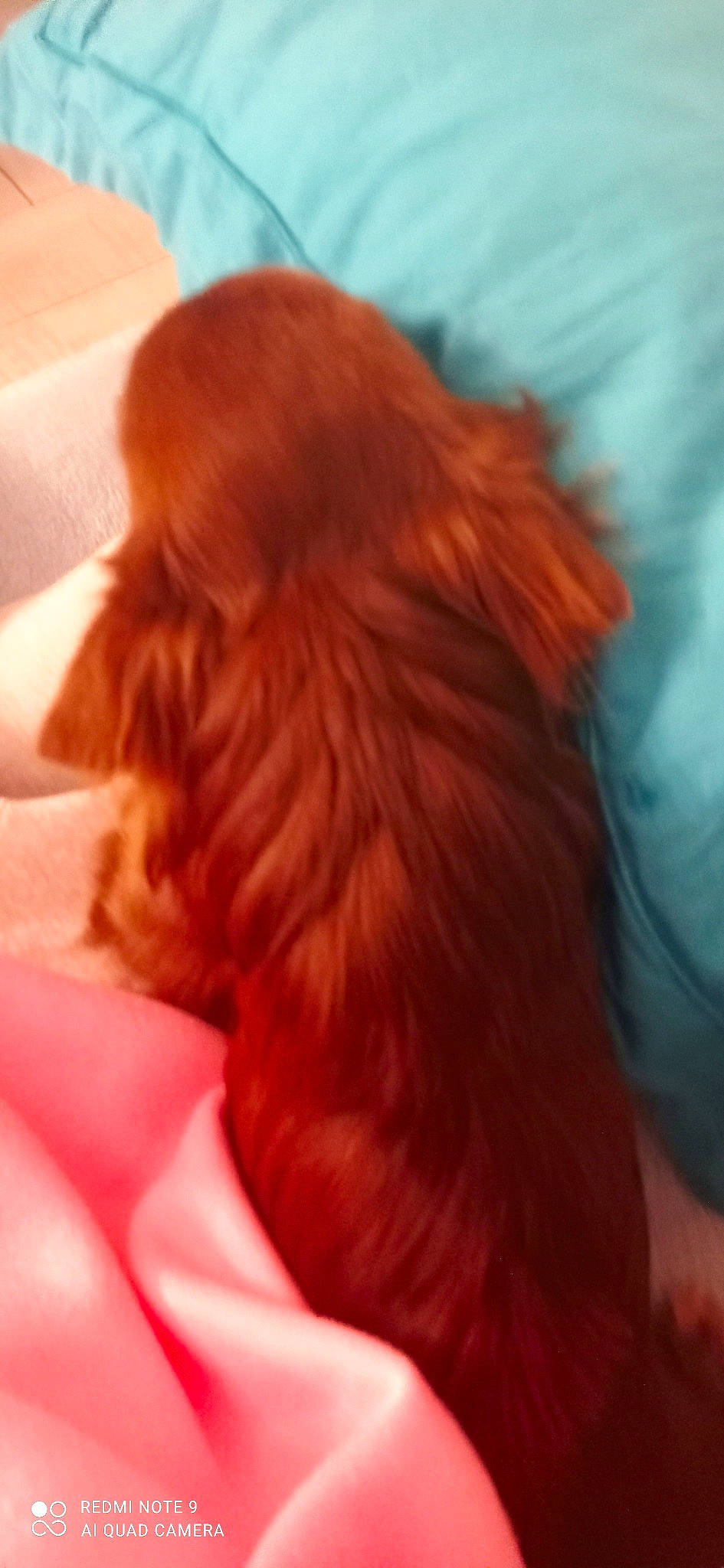 Shumy participe au concours pour gagner de l'argent avec cette photo : canidae, carnivore, companion_dog, dog, dog_breed, dog_supply, ear, fawn, fur, liver, peach, pomeranian, snout, spitz, sporting_group, tail, toy_dog, volpino_italiano, whiskers, working_animal