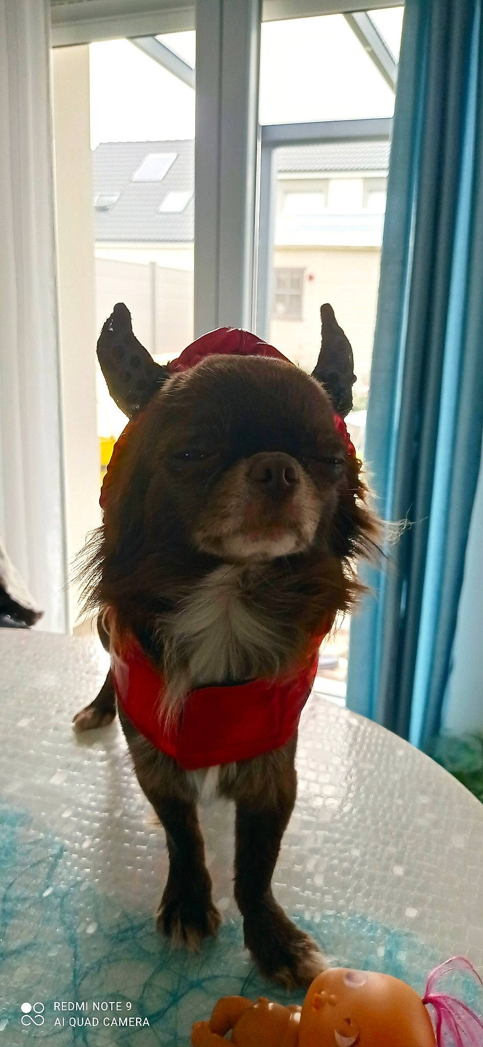 Shumy a rejoint le concours — aidez-le/la à gagner de superbes lots ! canidae, carnivore, collar, companion_dog, curtain, dog_breed, dog_clothes, dog_supply, event, fawn, fictional_character, fun, fur, leash, liver, pack_animal, pet_supply, snout, sporting_group, working_animal