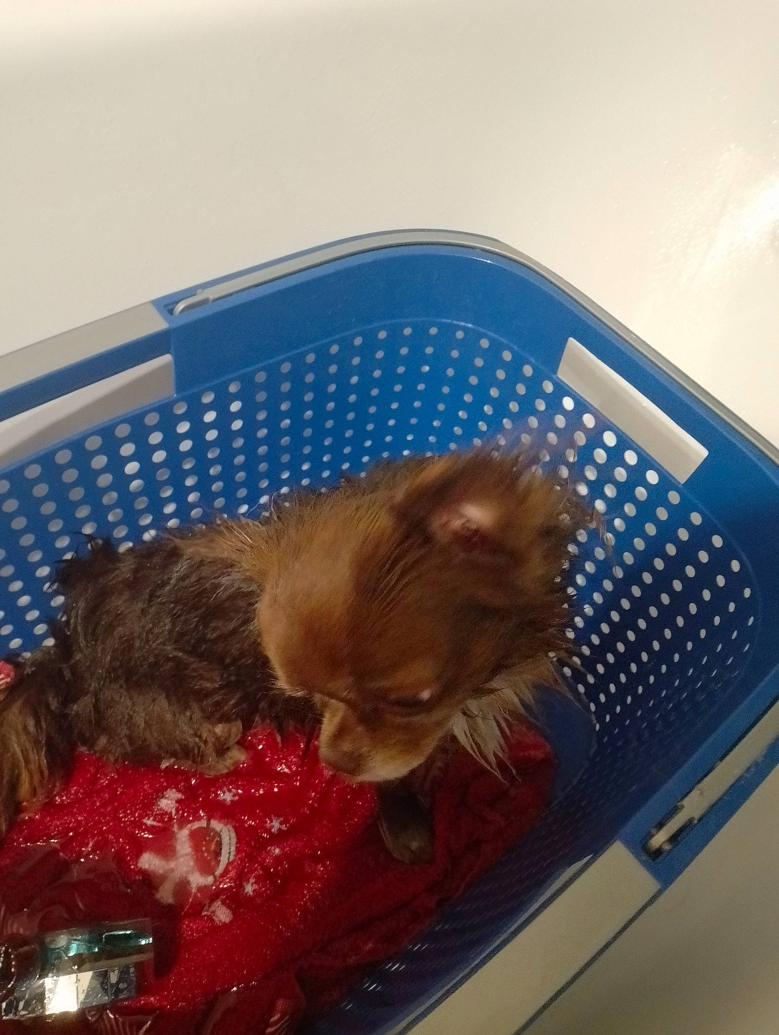 Shumy a rejoint le concours — aidez-le/la à gagner de superbes lots ! auto_part, automotive_exterior, automotive_lighting, carnivore, comfort, companion_dog, fashion_accessory, fawn, felidae, fur, hat, liver, luxury_vehicle, motor_vehicle, personal_luxury_car, small_to_medium_sized_cats, teddy_bear, toy, vehicle_door, whiskers