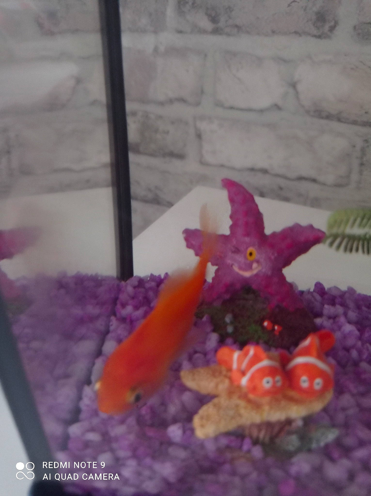 Momo participe au concours pour gagner de l'argent avec cette photo : art, carmine, craft, creative_arts, fin, fish, magenta, marine_biology, marine_invertebrates, octopus, petal, pink, plush, purple, starfish, stuffed_toy, tail, toy, violet, wool