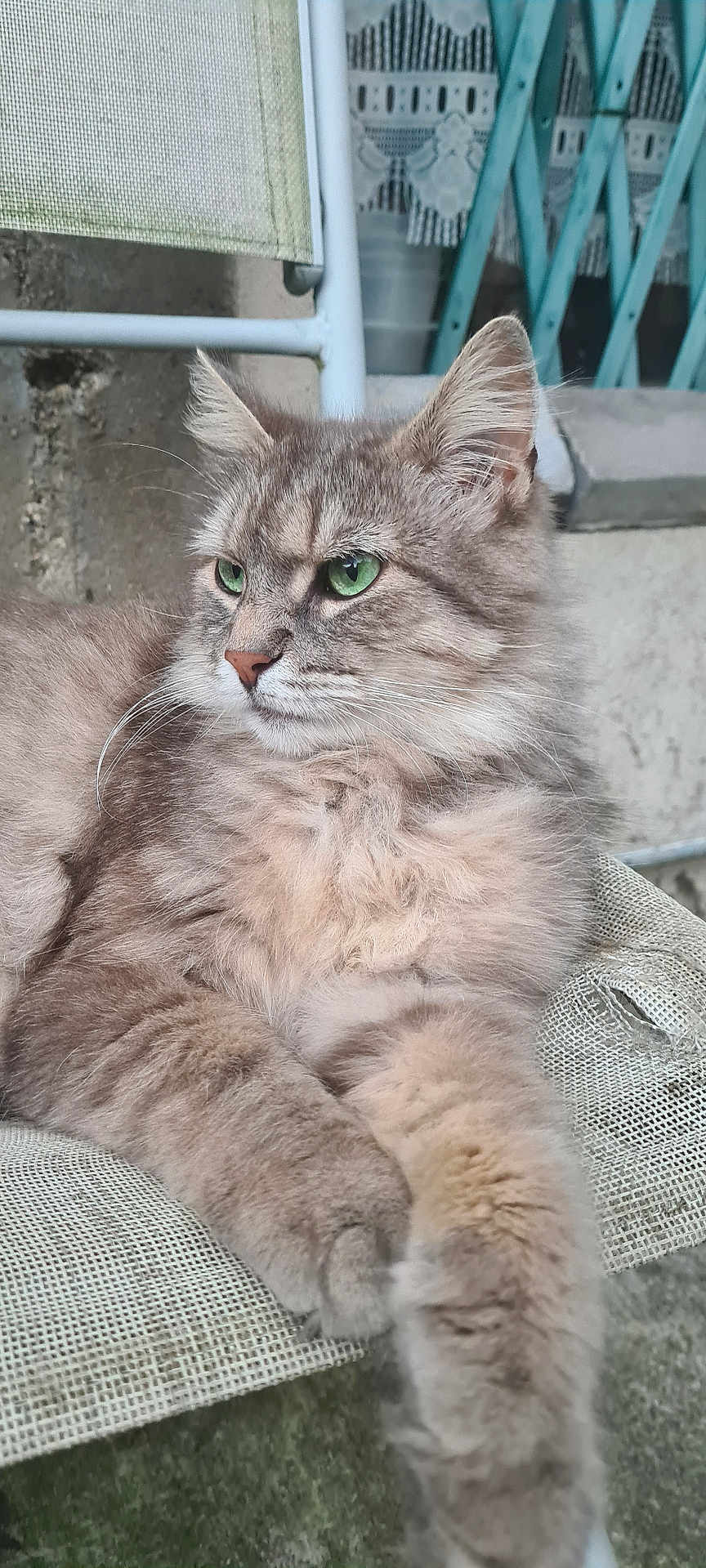 Gaïa participe au concours pour gagner de l'argent avec cette photo : cat, fluffy, green_eyes, outdoor, chair, relaxed, feline, pet, animal, fur, whiskers, paw, resting, close_up, cute, mammal, portrait, domestic_cat, calm, nature
