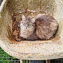Gaïa a rejoint le concours — aidez-le/la à gagner de superbes lots ! cat, wheelbarrow, green_eyes, rusty, outdoor, grass, gravel, feline, curled_up, resting, animal, nature, closeup, pet, fur, greenery, garden, wheel, rust, container
