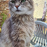 Gaïa a rejoint le concours — aidez-le/la à gagner de superbes lots ! cat, fluffy, outdoor, glass_table, paw, brick_wall, basketball_hoop, sunlight, pet, feline, green_eyes, garden, chair, shadow, table, relaxed, domestic_animal, nature, daylight, window_reflection