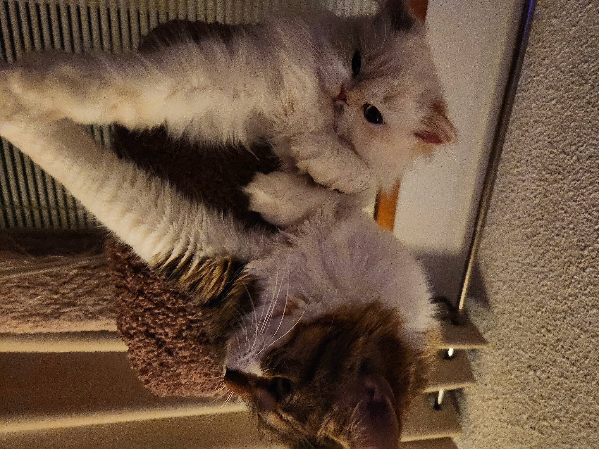 Agnes joined the competition — help win amazing prizes! box, carnivore, cat, claw, comfort, domestic_short_haired_cat, fawn, felidae, flooring, fur, gesture, paw, ragdoll, small_to_medium_sized_cats, snout, tail, whiskers