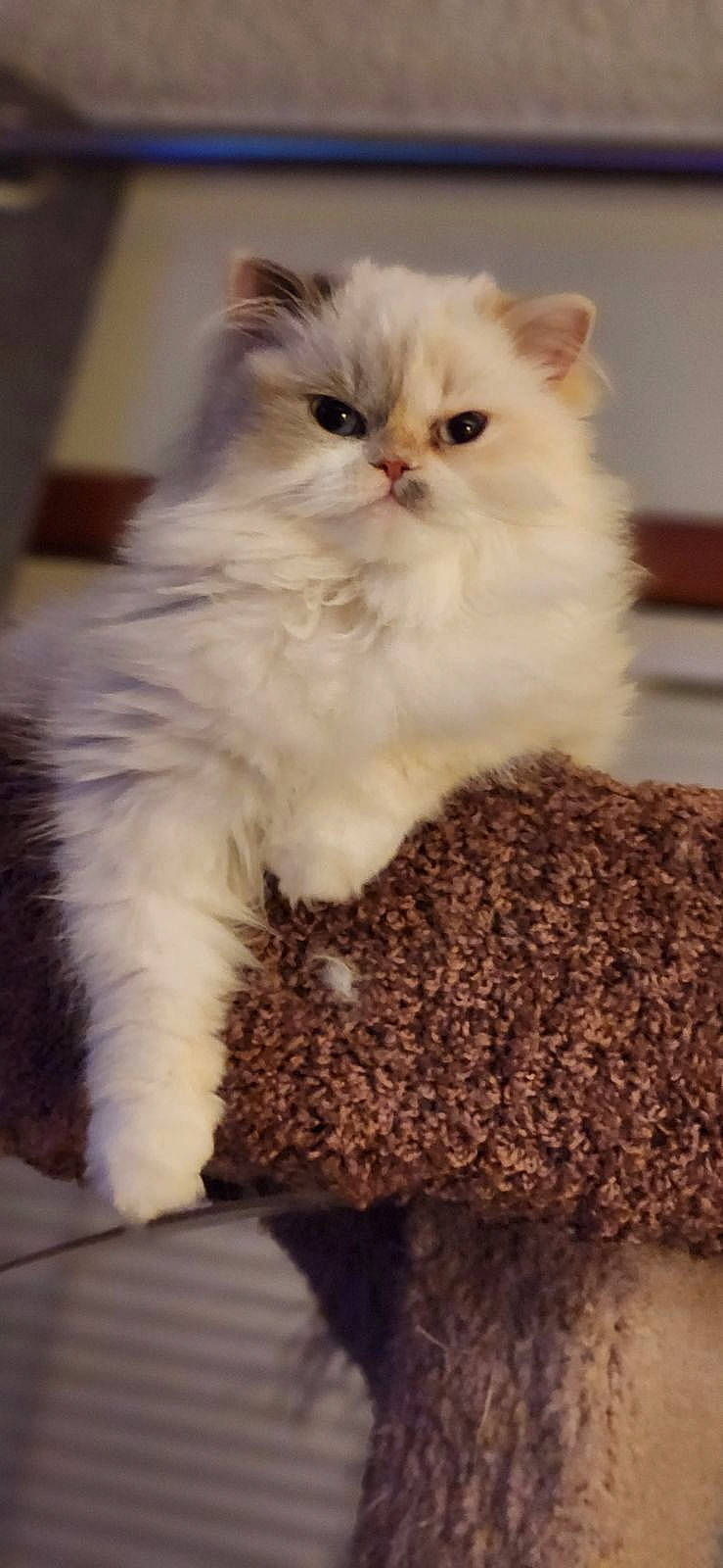 Agnes joined the competition — help win amazing prizes! british_longhair, carnivore, cat, claw, comfort, fawn, felidae, fur, paw, small_to_medium_sized_cats, snout, tail, terrestrial_animal, whiskers