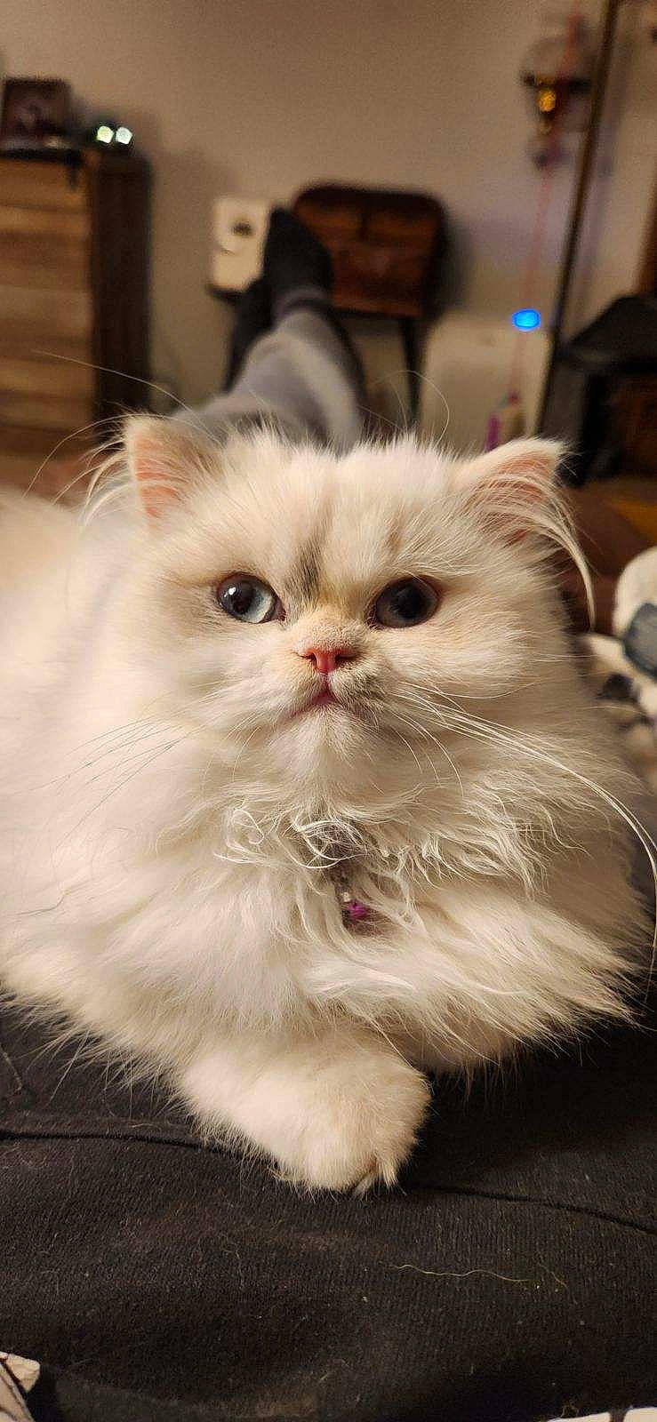 Agnes is registered to the contest to win money with this photo: carnivore, cat, fawn, felidae, fur, paw, persian, small_to_medium_sized_cats, snout, whiskers