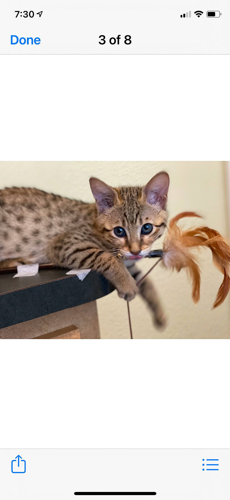 Amira joined the competition — help win amazing prizes! art, carnivore, cat, fawn, felidae, fur, illustration, mammal, painting, paw, photo_caption, sitting, sleeve, small_to_medium_sized_cats, snout, tail, terrestrial_animal, vertebrate, whiskers, wildlife