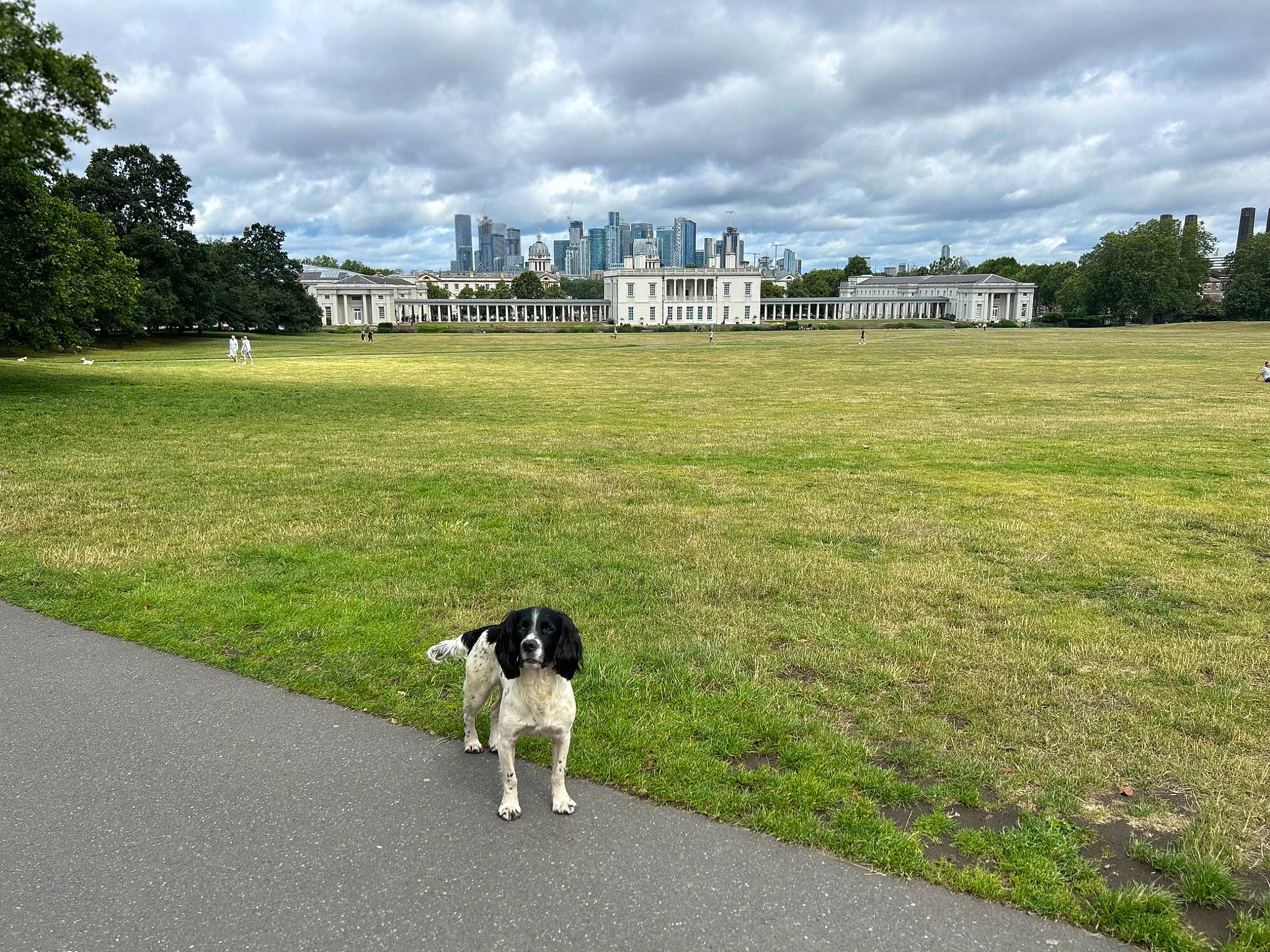Hugo is registered to the contest to win money with this photo: asphalt, building, carnivore, cloud, companion_dog, dog, dog_breed, grass, grass_family, grassland, human_leg, landscape, lawn, meadow, pasture, road, road_surface, sky, tree, working_animal