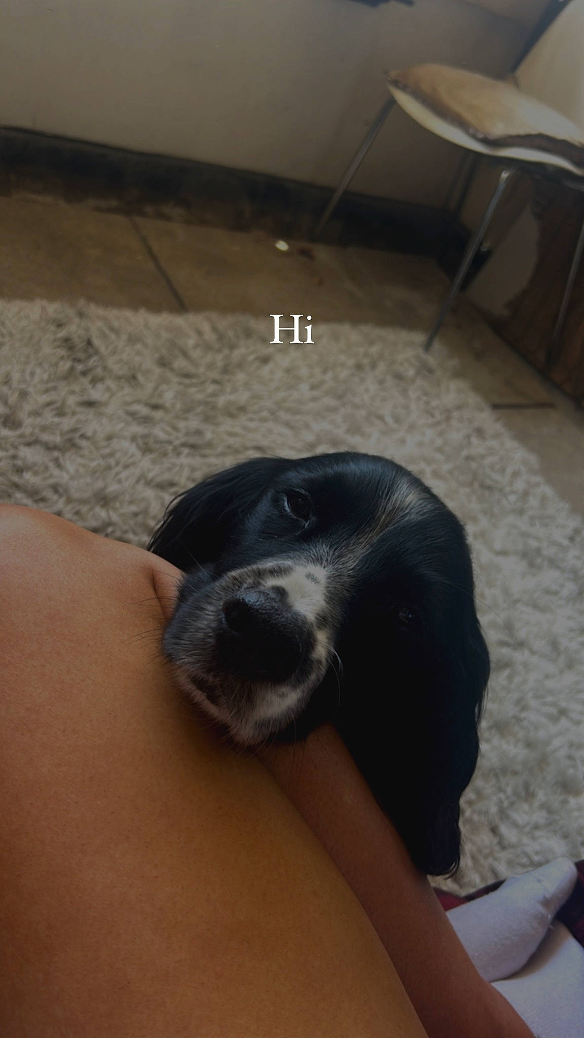 Hugo joined the competition — help win amazing prizes! canidae, carnivore, comfort, companion_dog, dog, dog_breed, fawn, flooring, fur, guard_dog, hardwood, human_leg, non_sporting_group, puppy, sitting, snout, sporting_group, whiskers, wood, working_animal