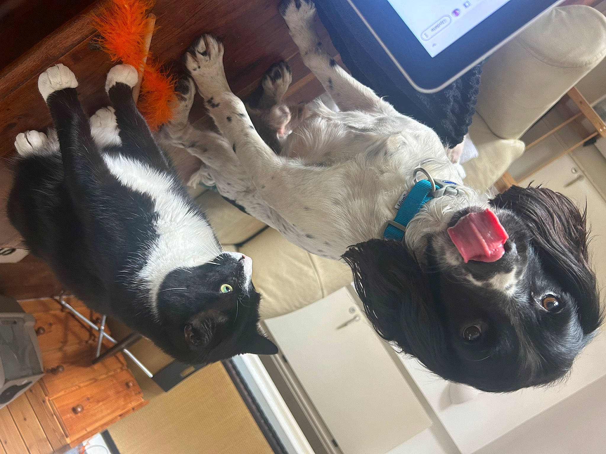 Hugo joined the competition — help win amazing prizes! art, cat, felidae, fur, machine, mammal, personal_protective_equipment, plastic, room, service, small_to_medium_sized_cats, sunglasses, tail, vertebrate