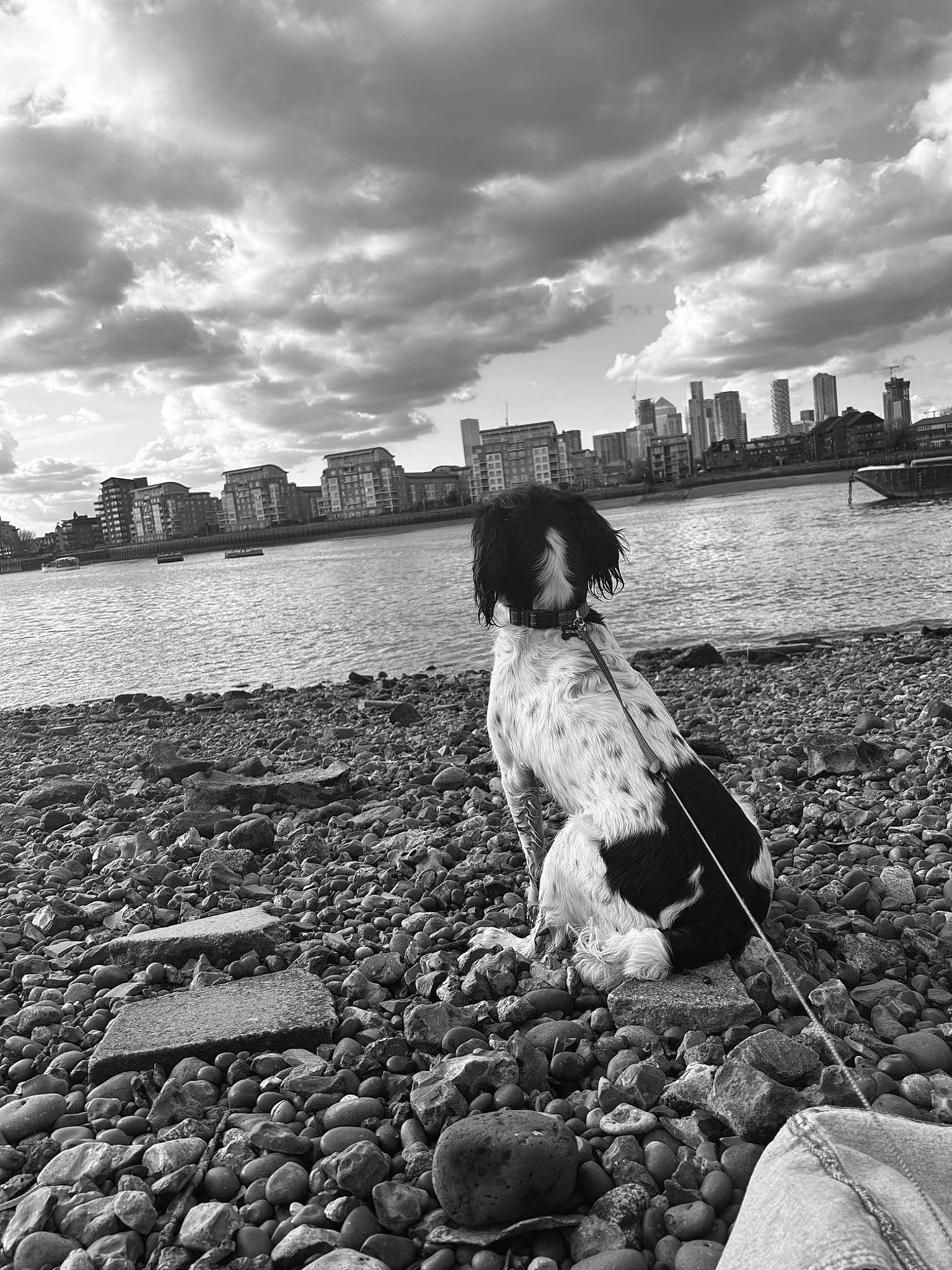 Hugo is registered to the contest to win money with this photo: black, black_and_white, body_of_water, carnivore, cloud, companion_dog, dog, dog_breed, happy, horizon, landscape, monochrome, monochrome_photography, people_in_nature, shore, sky, style, sunlight, water, white