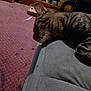 animal, carpet, cat, clutter, couch, cozy, ears, furniture, gray, home, indoor, pet, purple, relaxation, resting, shelf, sleeping, soft, tabby, whiskers
