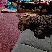 Mouse joined the competition — help win amazing prizes! bottle, box, carpet, cat, clutter, container, cushion, furniture, gray, home, household_items, indoor, pet, plastic, purple, relaxing, resting, shelf, tabby_cat, toys