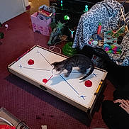 Mouse joined the competition — help win amazing prizes! cat, air_hockey_table, toy, living_room, carpet, television, person, dragon_figurine, blanket, cushion, remote_control, furniture, game, playful, indoor, pet, animal, human_hand, colorful, electronics