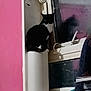 Bellatrix is registered to the contest to win money with this photo: animal, black_and_white, cat, curtain, cylindrical_object, dark, electric_socket, furniture, household, indoor, looking, perched, pet, pink_wall, quiet, reflection, resting, shadow, still, window